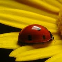 joaninha_