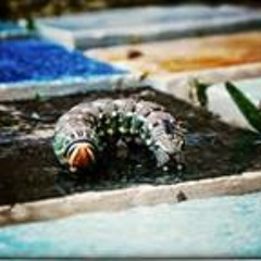 Zora Kampfer Zalokar