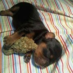 Darius Fattdaddy Dean