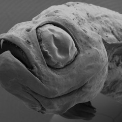 Dissolved Species