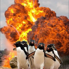 PinguGoesBrrrr