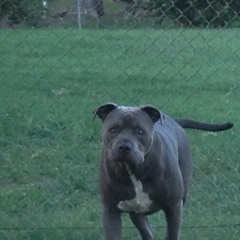 dtownrex