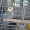 willard13
