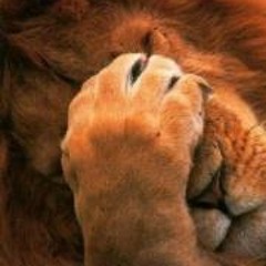 Dominik Königsbüscher