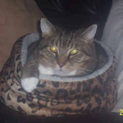 Alexander Malamalatabua