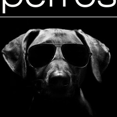 Stream Perros de Medianoche music | Listen to songs, albums, playlists for  free on SoundCloud