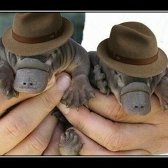 a_platypus