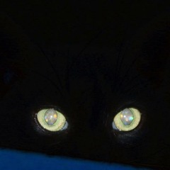 Cat Vision