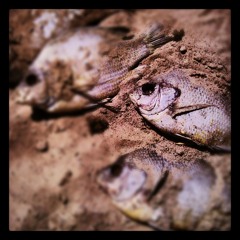 The FIsh have no eyes