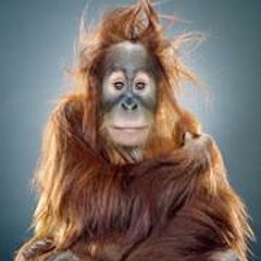 Alonso Orozco Jimenez