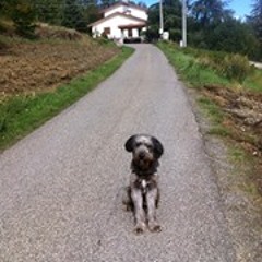 Giuseppe Bocciarelli