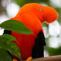 Ugo Gheperter Mangione