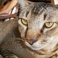 lianaz