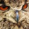 sniffer owls