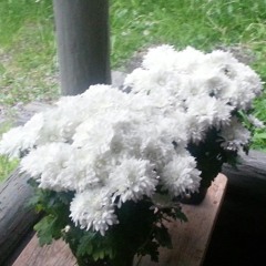 pimpercrombieandbitch