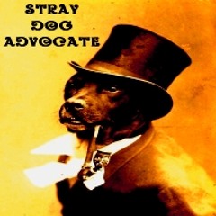 Stray Dog Advocate