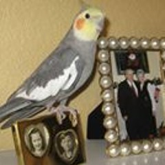 Fran Oldright Voegtle