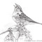 Sparrow Feather