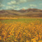 lonesome_crowded_west