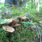 Faerienne