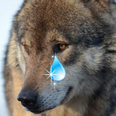 Larme De Loup
