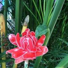 Nathalie Piquemal-Hermet