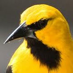 The_Oriole