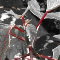 Iris Loureiro Ez Zughayar