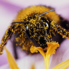 galacticstar∞porchband