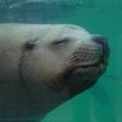 Stream トド Todo Music Listen To Songs Albums Playlists For Free On Soundcloud