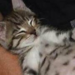 Sebbe Carlsson Figgé