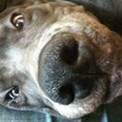 Debbie Kaiser Donaberger