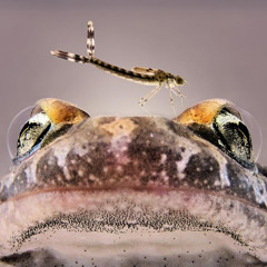 Blind_Frog