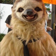Photogenic Sloth
