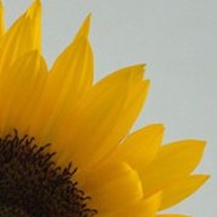 Colette O'Connor-Wood