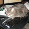 Harrythecat01