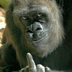 ozziebee1