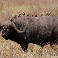 Big Bang (빅뱅) - Lollipop 2 (Remix)