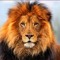 AnimalLover123