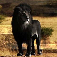 nicholas christensen 1