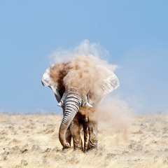 mono Elephant