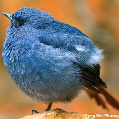 JASPERTHEBIRD FOLLOWBACK