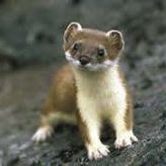 JRmajicFOX