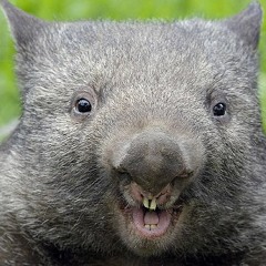 Wombat Willy
