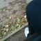 Mathis