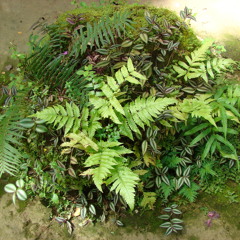 Monti Quinteros