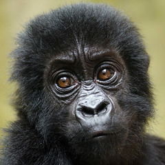 Bemmelland '15 by 'Chiem Huijskes'