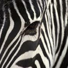 zebra-cph