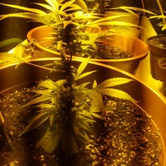 Mr.Belveder aka Dr.Stein