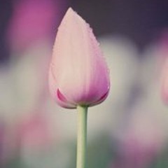 20 أغنية للبقاء